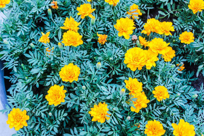 Mewar Impex marigold,gende ka phool seeds Seed(20 per packet)