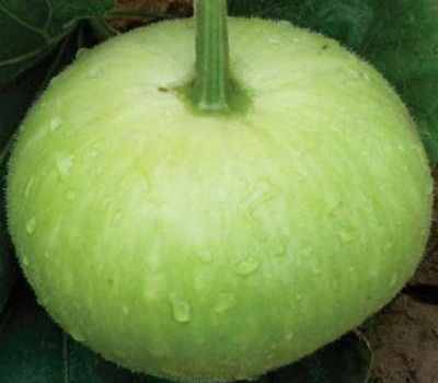 Avysa Bottle Gourd Seeds Round Seed(250 per packet)