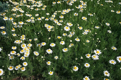 Qualtivate LX-57 Roman Chamomile Seeds Seed(250 per packet)
