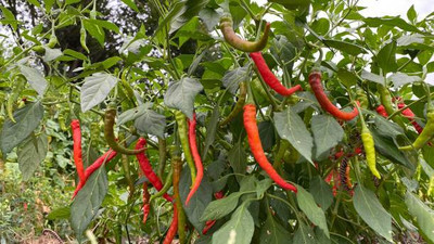 Kodali Hybrid F1 Chilli Seeds Pack Of 31 Seed(31 per packet)