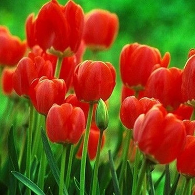 zabbus Tulip Flower Bulbs for Winter Season Red Seed(1 per packet)