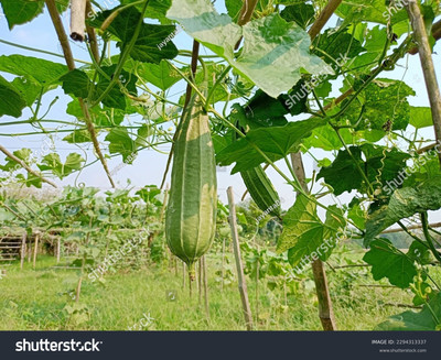 Paudhaa F1 best quality RIDGE GOURD Seed(21 per packet)