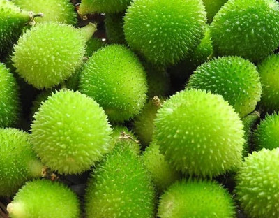 Seedsqlty Kantola seeds hybrid small pack Seed(10 per packet)
