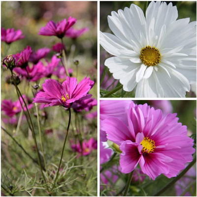 CYBEXIS Fizzy Mixed' Seeds. Fizzy Cosmos Seed(1 g)