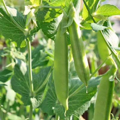 VibeX ® RXI-502 Sugar Snap Pea Seeds Seed(50 per packet)