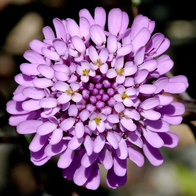 CEZIUS Annual Candytuft Iberis umbellata Seed(60 per packet)