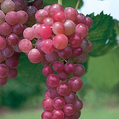 PLaNeTreee angur/grapes plant Seed(1 per packet)