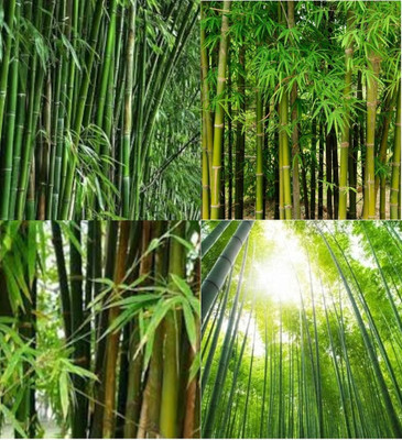 ibains Bamboo tree seeds biij 32 Seed(32 per packet)