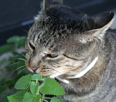 CYBEXIS TLX-7 - Catnip (Nepeta cataria) - (13500 Seeds) Seed(13500 per packet)
