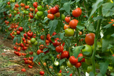 BDSresolve tomato Seed(130 per packet)