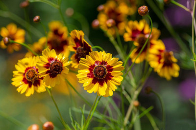 Audhav Coreopsis Multicolor Flower Seeds For Kitchen Garden Seed(50 per packet)
