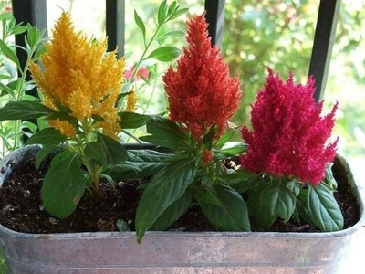 ZIXA COLORFUL Mixed CELOSIA Flower Seed(150 per packet)