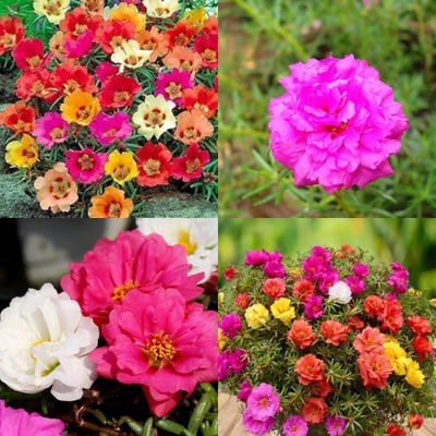ibains portulaca mixed seed bij 48 Seed(48 per packet)