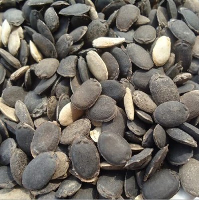 VibeX SPONGE GOURD PUSA SNEHA[10 Gms, 50 Seeds] Seed(50 per packet)