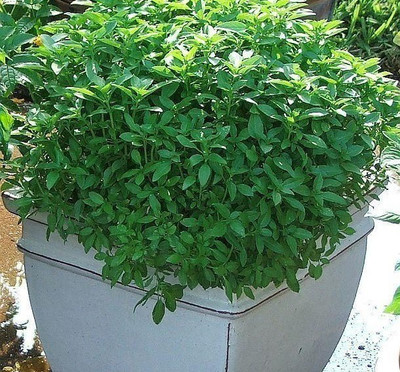 WILLVINE GUA-7 Bush Basil Seeds Seed(2000 per packet)