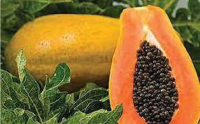 Shiv-Shakti Group papaya Seed(10 per packet)