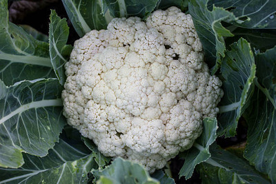 Cinzano white cauliflower,gobhee seeds Seed(14 per packet)