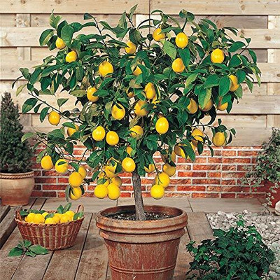CRGO LEMON , NIMBU Seed(15 per packet)