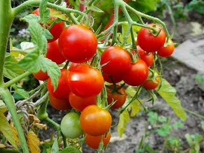 BDSresolve tomato Seed(150 per packet)