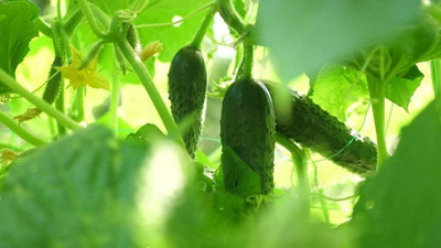 Qualtivate HUA-8A Long Green Cucumber Seeds Seed(300 per packet)