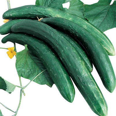 Qualtivate GXL-6AT Cucumber Burpless 26 F1 Seed(300 per packet)