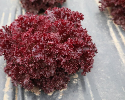 Qualtivate HUA-1A Indoor Red Lettuce Seeds Seed(300 per packet)