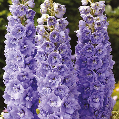 M-Tech Gardens Delphinium Flower Seed(50 per packet)