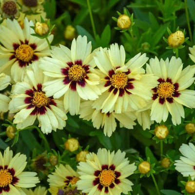 Lorvox Coreopsis Mix Color Flower Seed(40 per packet)