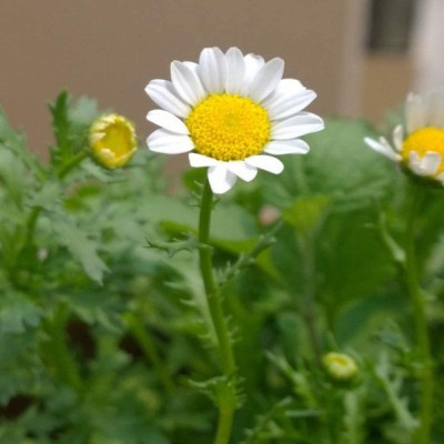 VibeX VVI-38 - White crystal chrysanthemum - (270 Seeds) Seed(270 per packet)