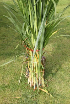 NurseryFriends grass seeds for animals, Multicutting grass seeds, sudan grass, napier Seed(1850 per packet)