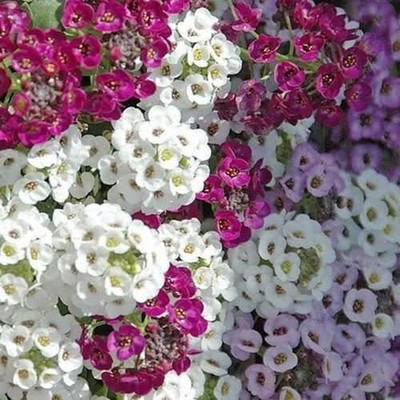 CYBEXIS Seeds Alyssum Paletta Mix Flower Seeds (Lobularia Maritima) Seed(50 per packet)