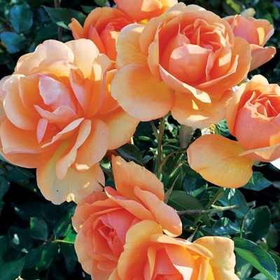 CYBEXIS PUAS-94 - South Africa Rose Golden Apricot - (300 Seeds) Seed(300 per packet)