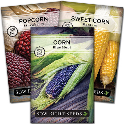 CYBEXIS HUA-14 - Corn Collection -StrawberryPopcornSweet Bantam - (2250 Seeds) Seed(2250 per packet)