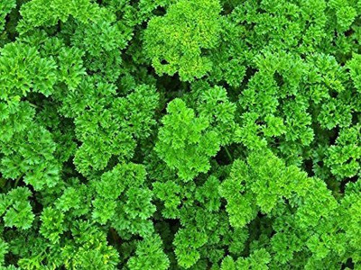 CYBEXIS XL-63 - Parsley Triple Moss Curled - (750 Seeds) Seed(750 per packet)