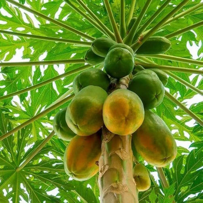 AMAJIT Papaya seeds red lady 786 Taiwan Seed(80 per packet)