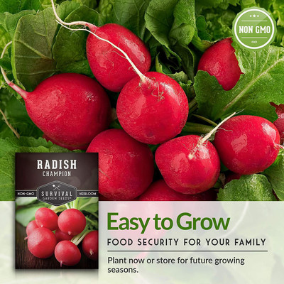 CYBEXIS XLL-52 - Red Round Radish - (2250 Seeds) Seed(2250 per packet)