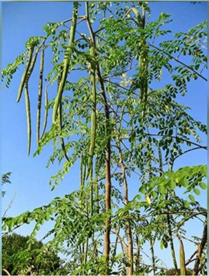 Gitanjali moringa / PKM1/Drumstick/horseradishtree 30 PIC Seed(30 per packet)