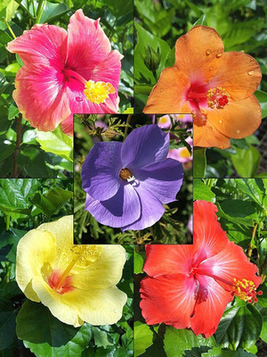 CRGO HIBISCUS , GUDHAL Seed(15 per packet)