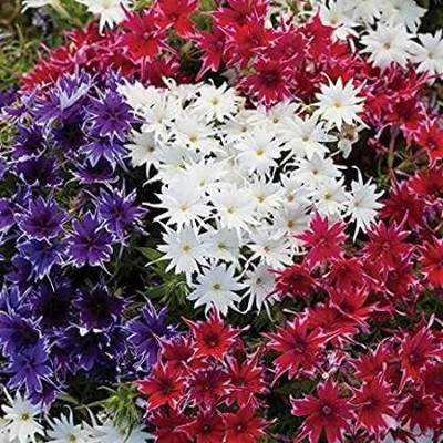 ACCELCROP Phlox Flower Seed, Fragrant Dwarf Hybrid Beauty Mixed Seed(105 per packet)