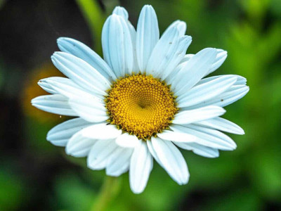 fixeded Daisy Seed(20 per packet)