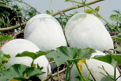 BDSresolve ash gourd seeds for home garden/Ash gourd seed 20 Seed(20 per packet)