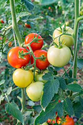 MOGEX tomato Seed(95 per packet)