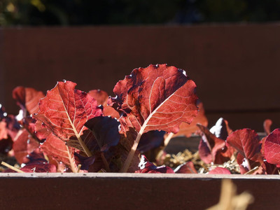 Qualtivate HYB-9A RUBY LEAF LETTUCE Red Loose Leaf Seed(300 per packet)