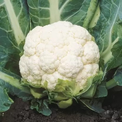 Aro Cauliflower, Gobi Seed(10 per packet)