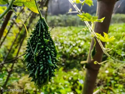 LPR KARELA ,BITTAR GOURD Seed(60 per packet)