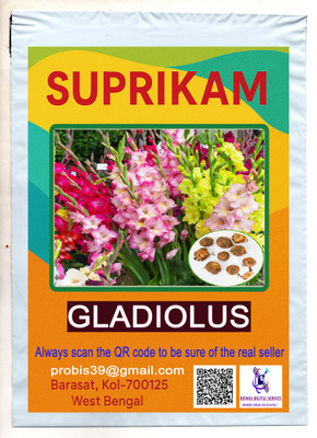 SUPRIKAM Super Aromatic GLADIOLUS Seed(8 per packet)