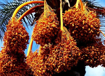 Aywal Date palm/khajur Seed(28 per packet)