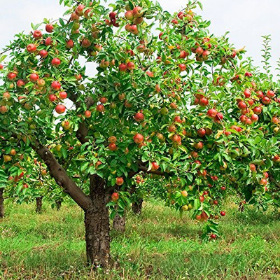 Decon Apple Seed(10 per packet)