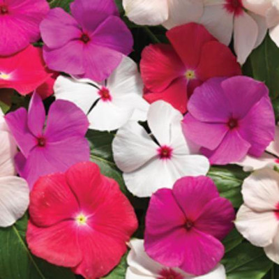 Quentova Vinca Cora cascade Mix Flower-VXI-22O Seed(100 per packet)