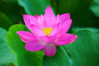 Heen Fab lotus,kamal gatta Seed(11 per packet)